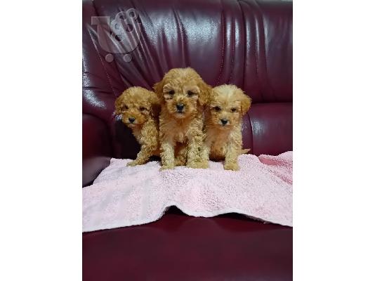 Κουτάβια Maltipoo